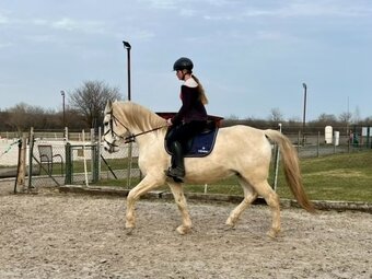 Lusitano valach - 5