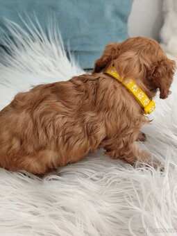 Cavapoo - 5