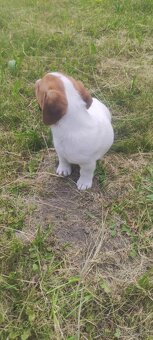 Jack Russell teriér - 5