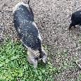 Kune Kune - 5