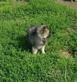 Pomeranian Špic - 5