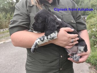 Bretaňská ohař - 5