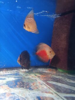 Terčovci -discus - 5