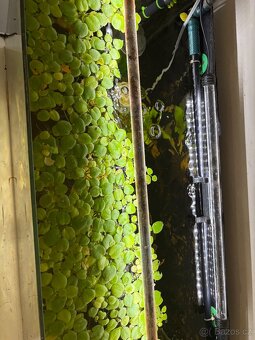 Prodám  Axolotla - Akvarium s vybavením - 5