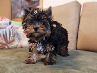 Jorkšírský teriér s PP - 5