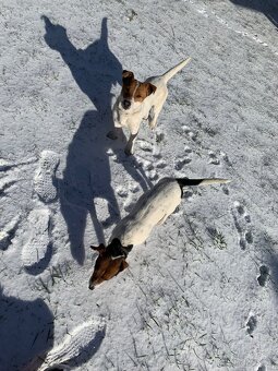 Jack Russell terier - 5
