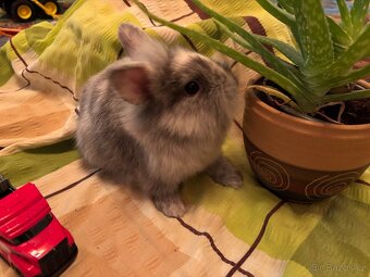 Prodám vymazlené zakrslé králíčky - 5