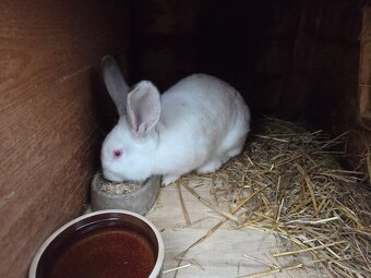 Samci/Samice Králíka - 5