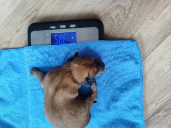 Štěňata křížence, střední plemeno - 5