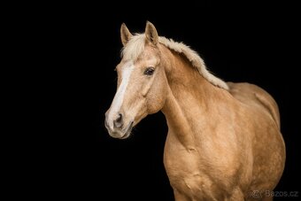 Pony do sportu 135cm - 5