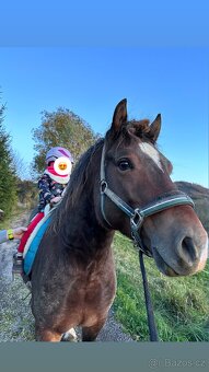 Hřebec Welsh Cob D - Připouštění - 5