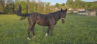 2letá kobylka Nena - Barock pinto - 5