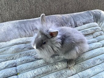 Králíček sameček 🐇🍀 - 5