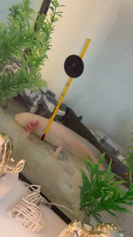 Axolotl mexický - 5