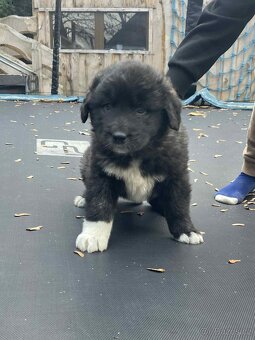 Kavkazský pastevecký - 5