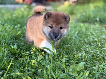 Shiba Inu s PP (průkaz původu) - 5