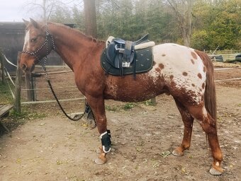 Valach Appaloosa - 5