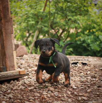 Beauceron - štěňátka k rezervaci - 5