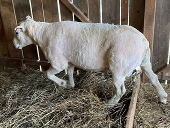 TEXEL BERAN, DOTAČNÍ, PLEMENNÝ, STÁŘÍ 3 ROKY - 5