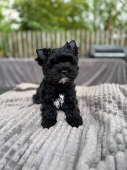 Jorkšilrský teriér, yorkshire terrier,,biewer - 5