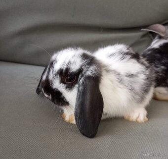 Zakrslý beránek králíček - 5