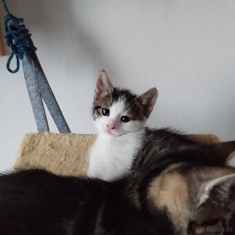 Koťátka - 5