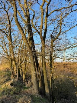 Prodám lesní pozemek v k. ú. Radouň - 5
