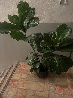 Pokojové rostliny - 5