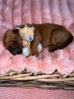 Štěně Rhodéský Ridgeback s PP - 5