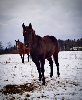 AQH smoky black klisna - 5