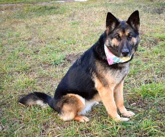 GRACIA K ADOPCI - 3,5 ROKU,KONTAKTNÍ,PŘÁTELSKÁ,HRAVÁ - 5
