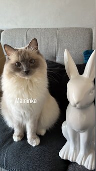 Ragdoll blue color koťátka - 5