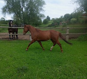 Aqh, Qh - 5