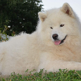 Samojed štěňátka s PP, rezervace - 5