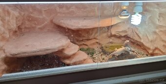 Terárium se dvěma samicema Agamy Vousaté - 5