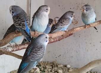 Andulky blackwing 2025 - 5