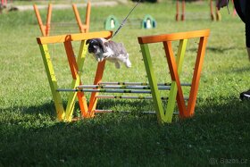 Předvedení králičího hopu - 5