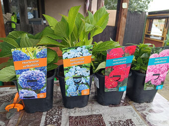 HORTENZIE LATNATA - 5