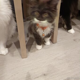 Mainská mývalí koťátka - 5