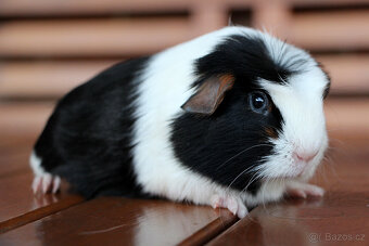 Krátkosrsté morče, morčátko, morčata s PP - 5