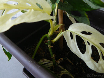 Monstera Adansonii Variegated - 5