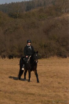 Pony valach 130kvh - 5