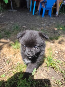 Čivava - pomeranian - 5
