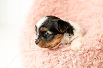 Biewer a Biro Yorkshire Terrier s PP, Jorkšír terier s PP - 5