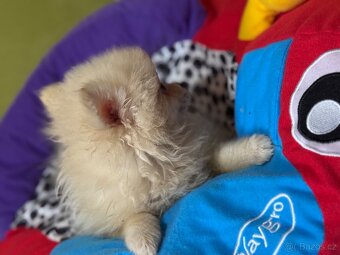 Pomeranian - 5