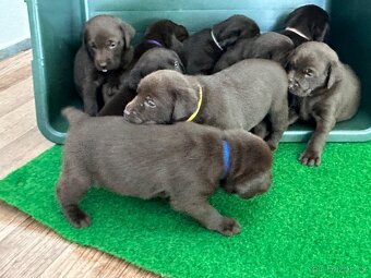 Labrador - 5