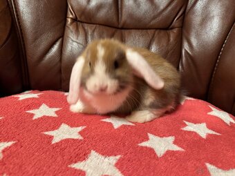 Elliot a Ellie z České Lípy - 5