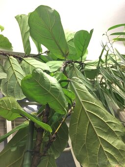 POKOJOVE KVETINY - 5