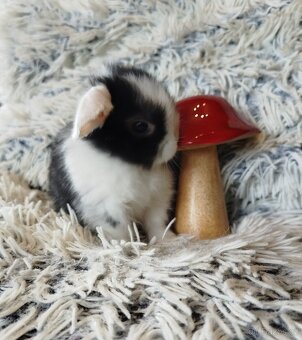 Minilop - anglický zakrslý beránek s VP - 5