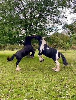 Hřebeček irského coba s plným původem - 5